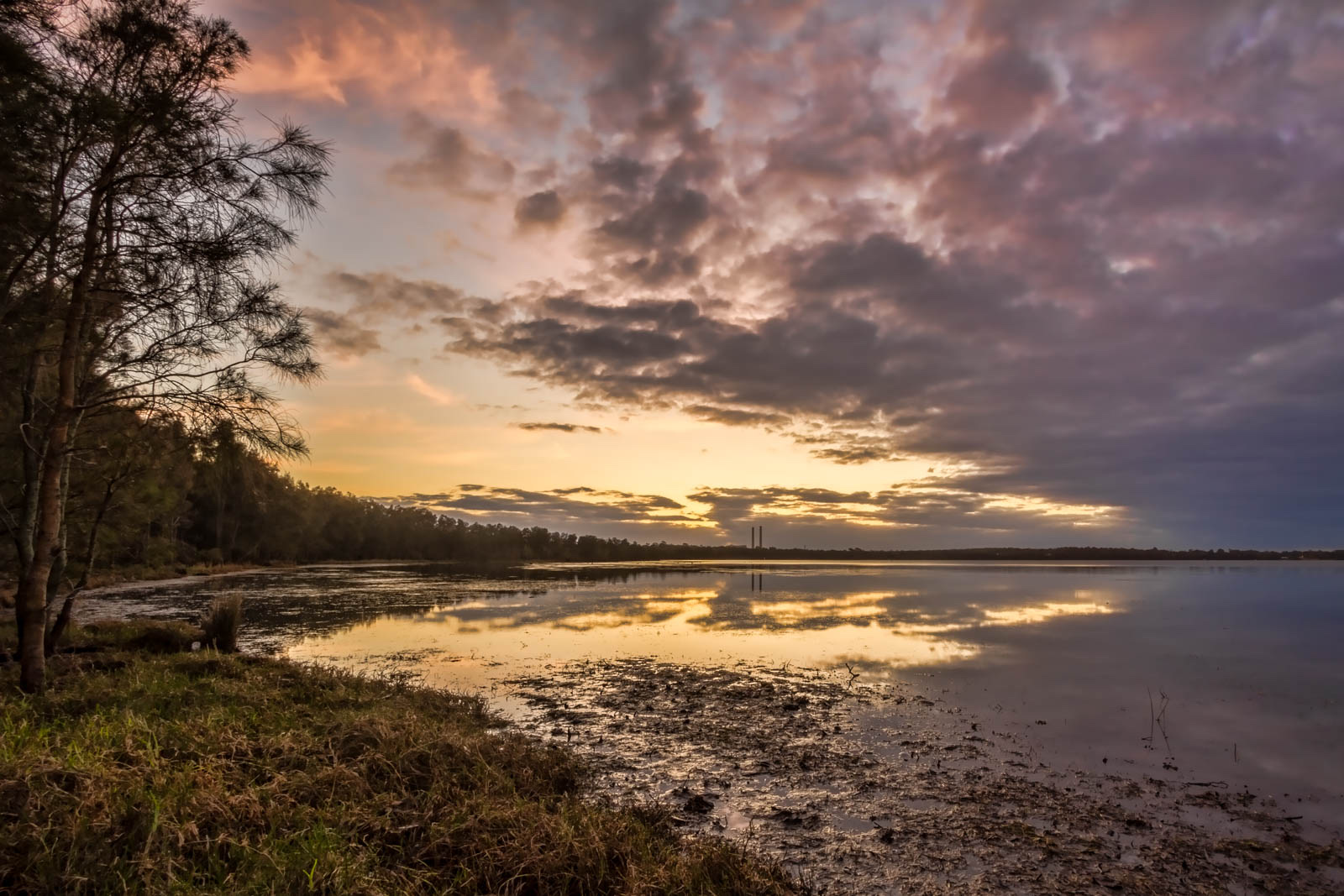 Sunrise over Budgewoi Lake, casuarinas along the shore and the Vales Point stacks small on the horizon